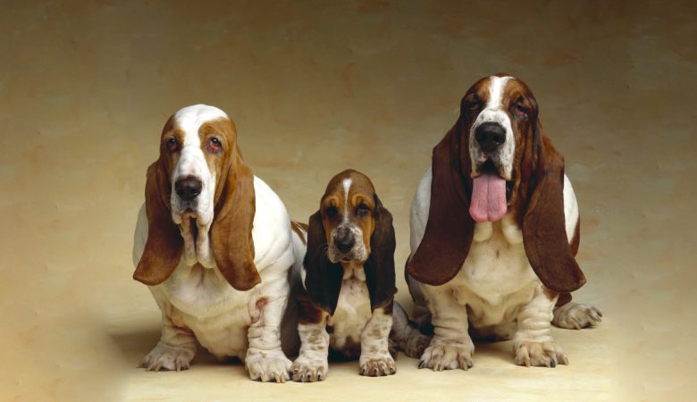 ТОП 10 собак з довгими вухами