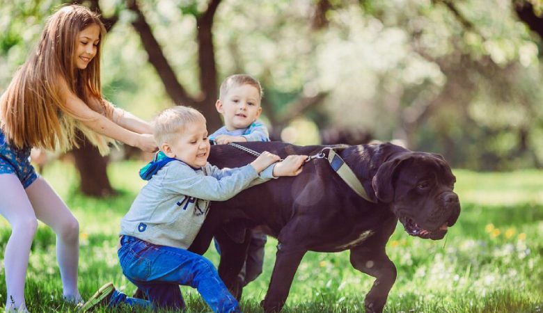 ТОП-15 порід собак, які найкраще підходять для сімей з дітьми
