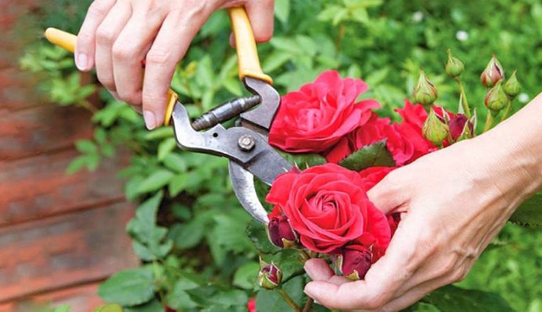 Як правильно обрізати троянди весною